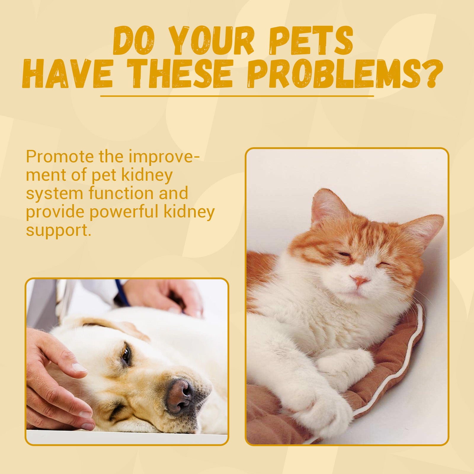 Pet Nutritional Supplements for Enhanced Energy and Vitality